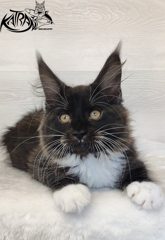 Katran Iris - Кошеня мейн-кун 2 місяця 1,5 тиждень