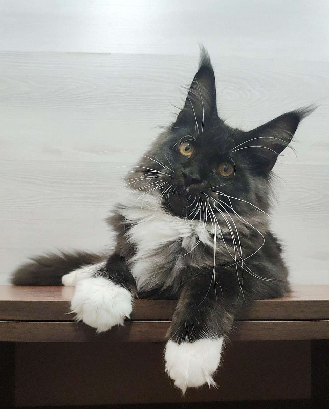 Katran Iris - Кошеня мейн-кун 5 місяців