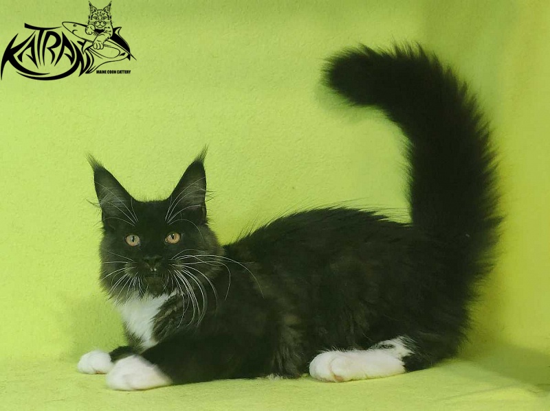 Katran Iris - Кошеня мейн-кун 4 місяця