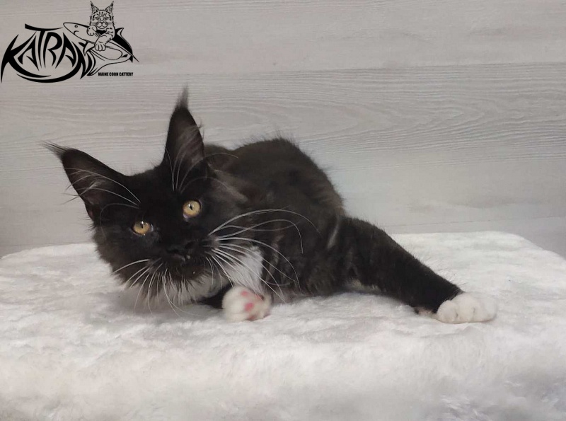 Katran Iris - Кошеня мейн-кун 4,5 місяця