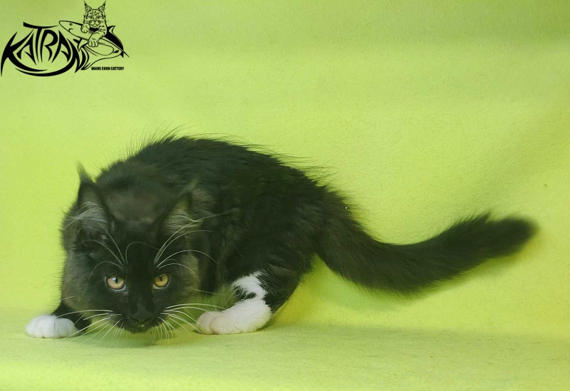 Katran Iris - Кошеня мейн-кун 4 місяця