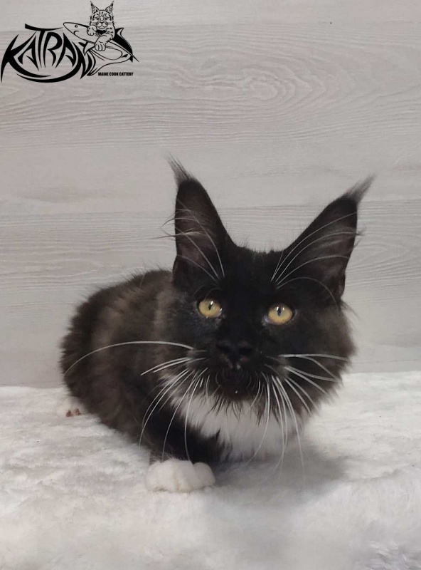 Katran Iris - Кошеня мейн-кун 4,5 місяця