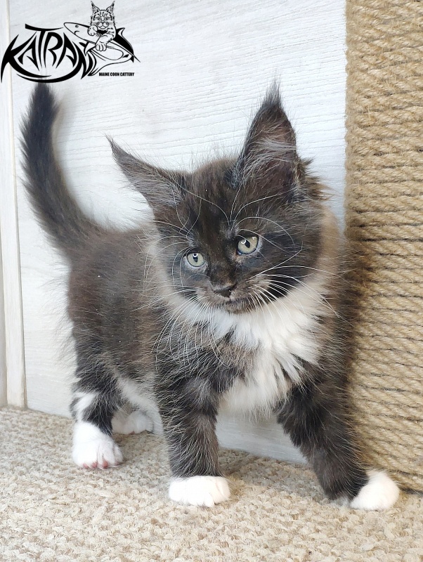 Katran Iris - Кошеня мейн-кун 1 місяць 2,5 тижні