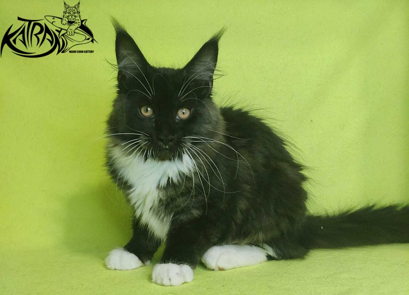 Katran Iris - Кошеня мейн-кун 4 місяця