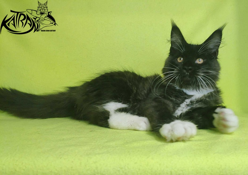 Katran Iris - Кошеня мейн-кун 4 місяця