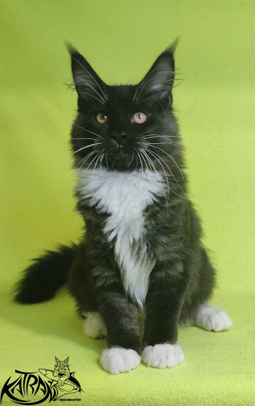 Katran Iris - Кошеня мейн-кун 4 місяця