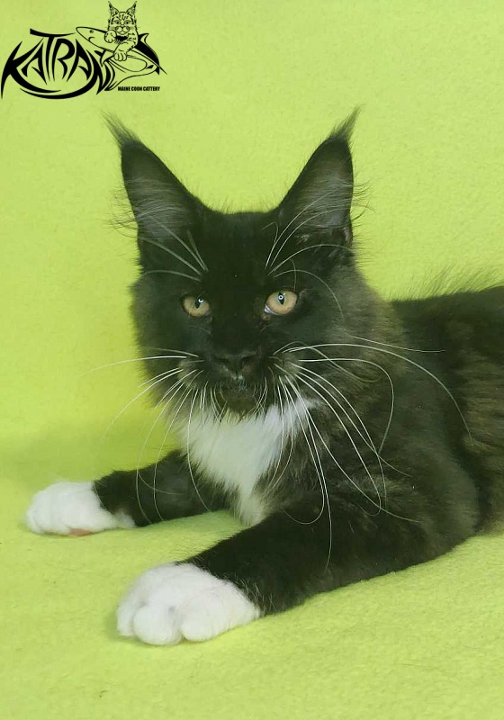 Katran Iris - Кошеня мейн-кун 4 місяця