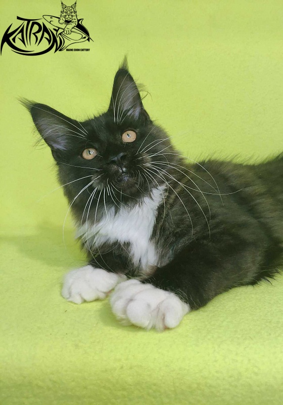 Katran Iris - Кошеня мейн-кун 4 місяця