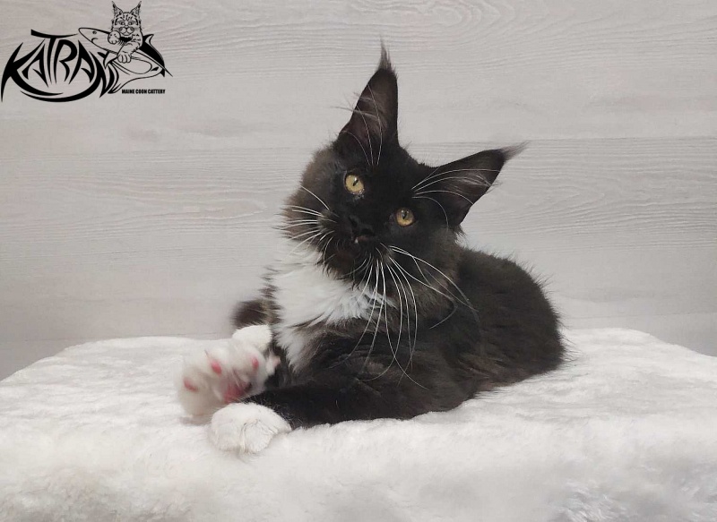 Katran Iris - Кошеня мейн-кун 4,5 місяця