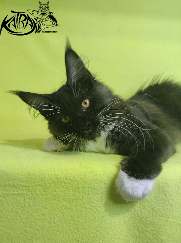Katran Iris - Кошеня мейн-кун 4 місяця