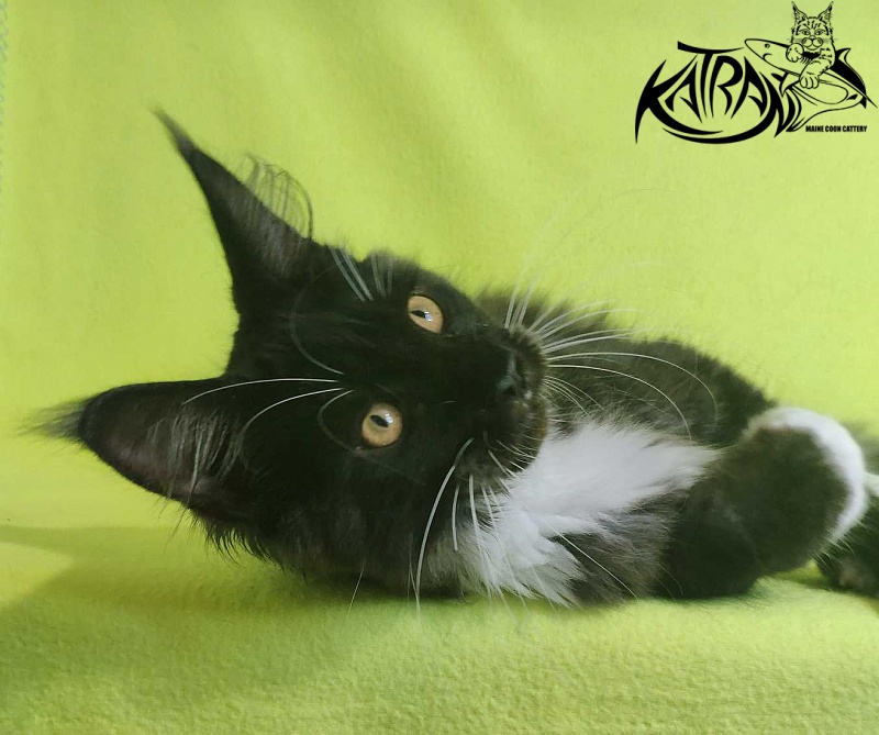 Katran Iris - Кошеня мейн-кун 4 місяця