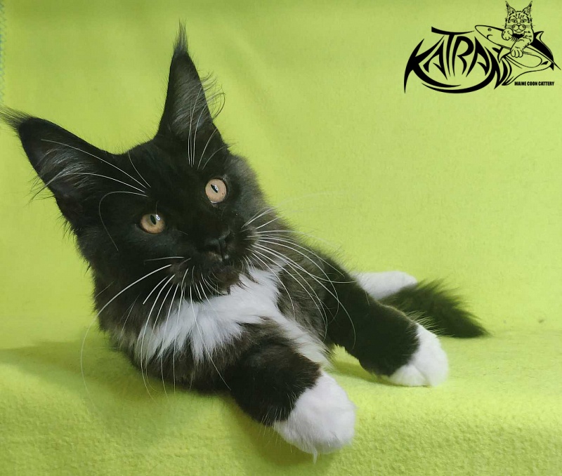 Katran Iris - Кошеня мейн-кун 4 місяця