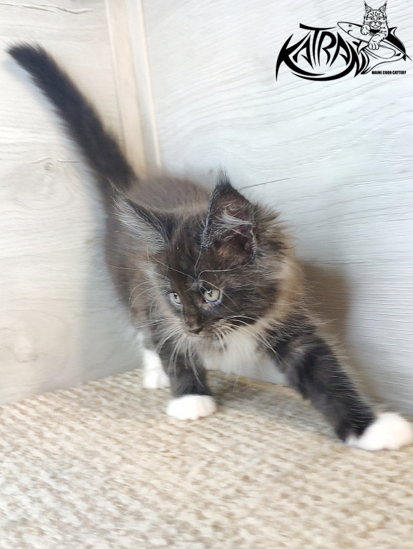 Katran Iris - Кошеня мейн-кун 1 місяць 2,5 тижні