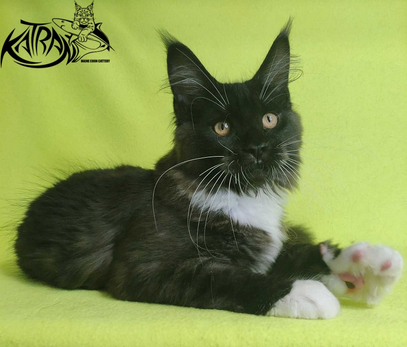 Katran Iris - Кошеня мейн-кун 4 місяця