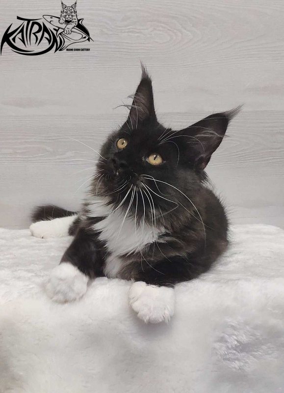Katran Iris - Кошеня мейн-кун 4,5 місяця