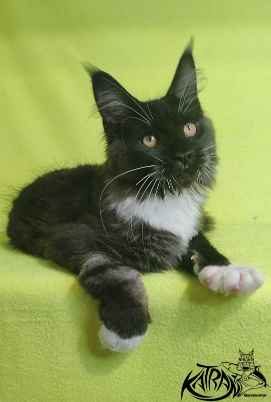 Katran Iris - Кошеня мейн-кун 4 місяця