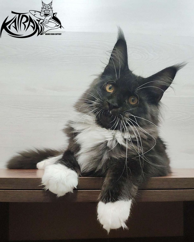 Katran Iris - Кошеня мейн-кун 5 місяців