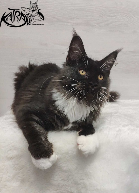 Katran Iris - Кошеня мейн-кун 4,5 місяця