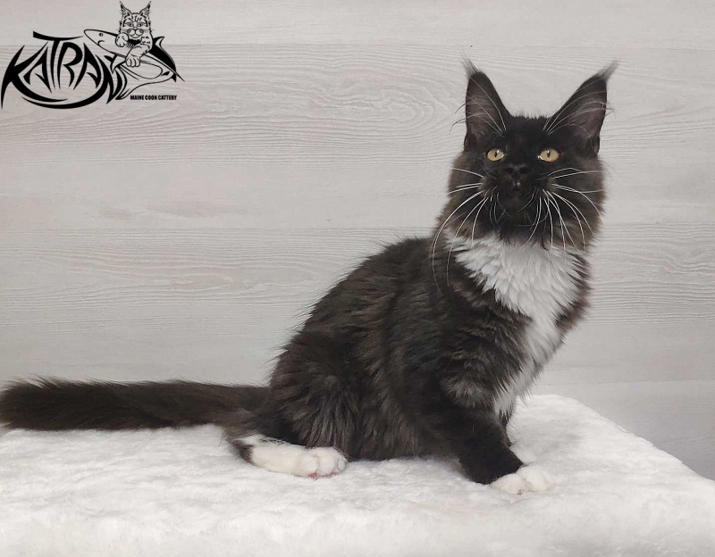 Katran Iris - Кошеня мейн-кун 4,5 місяця