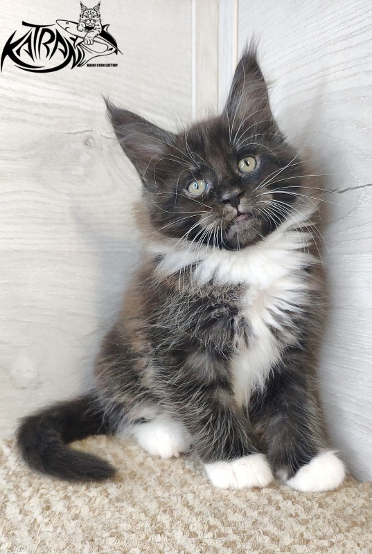 Katran Iris - Кошеня мейн-кун 1 місяць 2,5 тижні