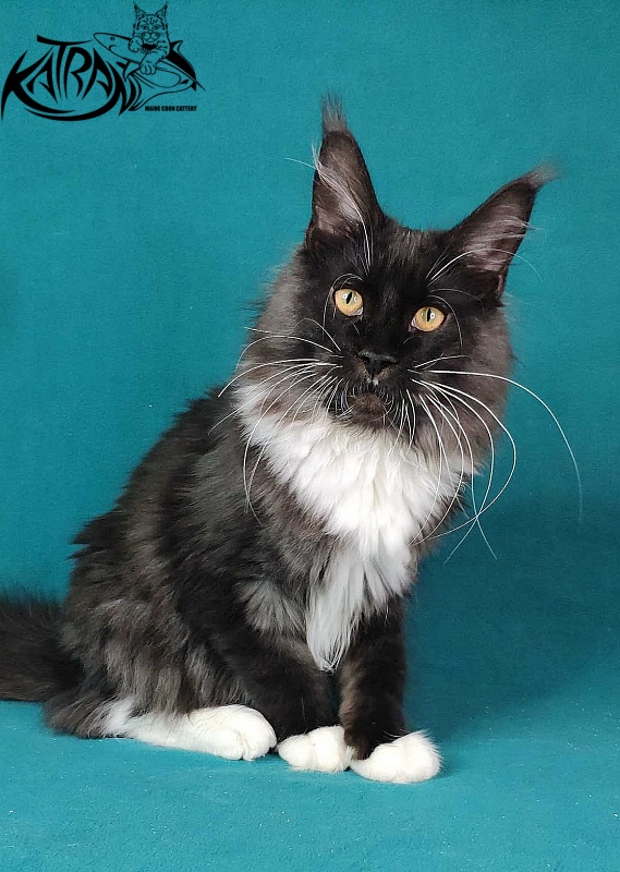 Katran Iris - Кошеня мейн-кун 6 місяців