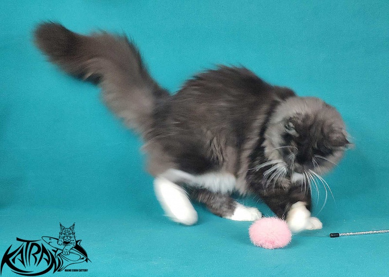 Katran Iris - Кошеня мейн-кун 6 місяців