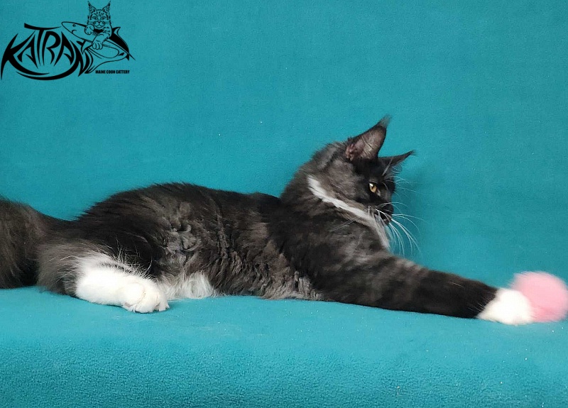 Katran Iris - Кошеня мейн-кун 6 місяців