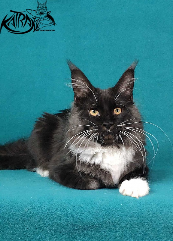 Katran Iris - Кошеня мейн-кун 6 місяців