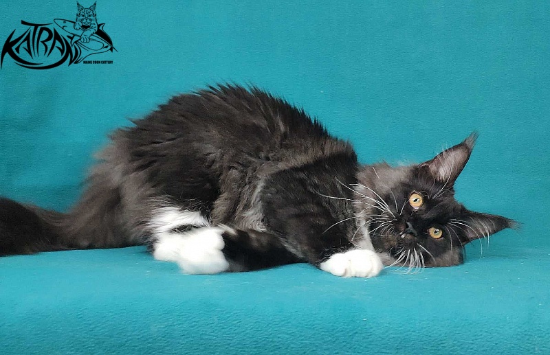 Katran Iris - Кошеня мейн-кун 6 місяців