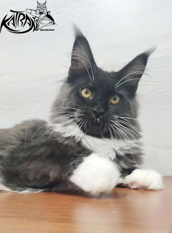 Katran Iris - Кошеня мейн-кун 5 місяців