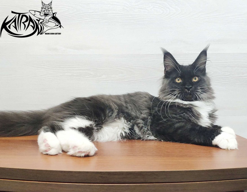 Katran Iris - Кошеня мейн-кун 5 місяців