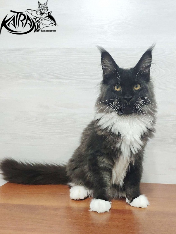 Katran Iris - Кошеня мейн-кун 5 місяців