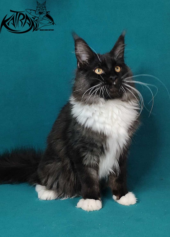 Katran Iris - Кошеня мейн-кун 6 місяців