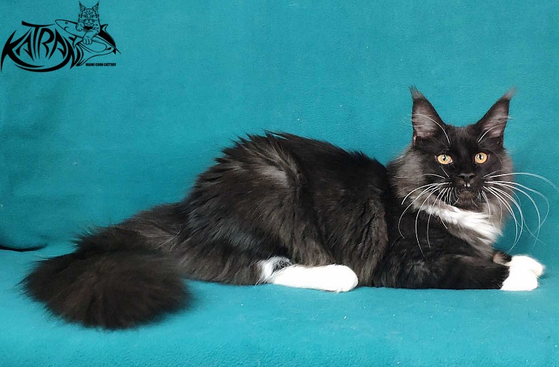 Katran Iris - Кошеня мейн-кун 6 місяців