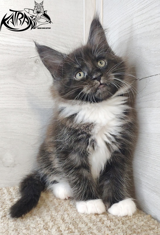 Katran Iris - Кошеня мейн-кун 1 місяць 2,5 тижні