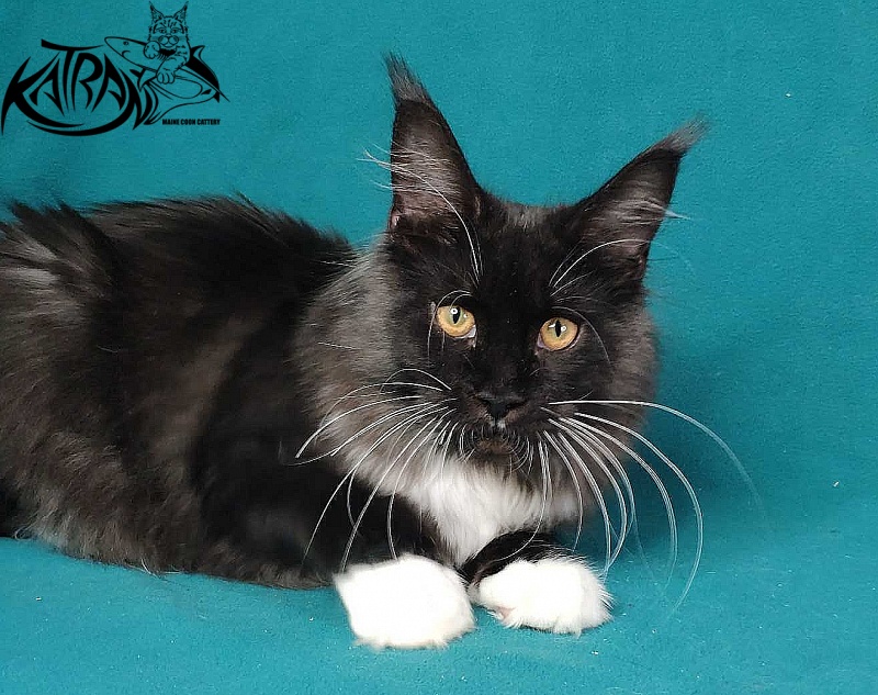 Katran Iris - Кошеня мейн-кун 6 місяців