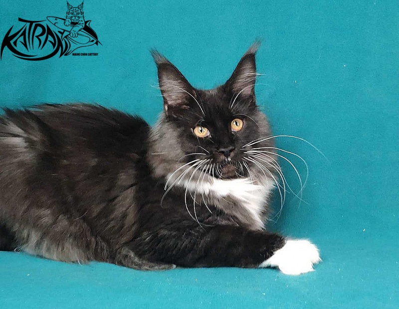 Katran Iris - Кошеня мейн-кун 6 місяців