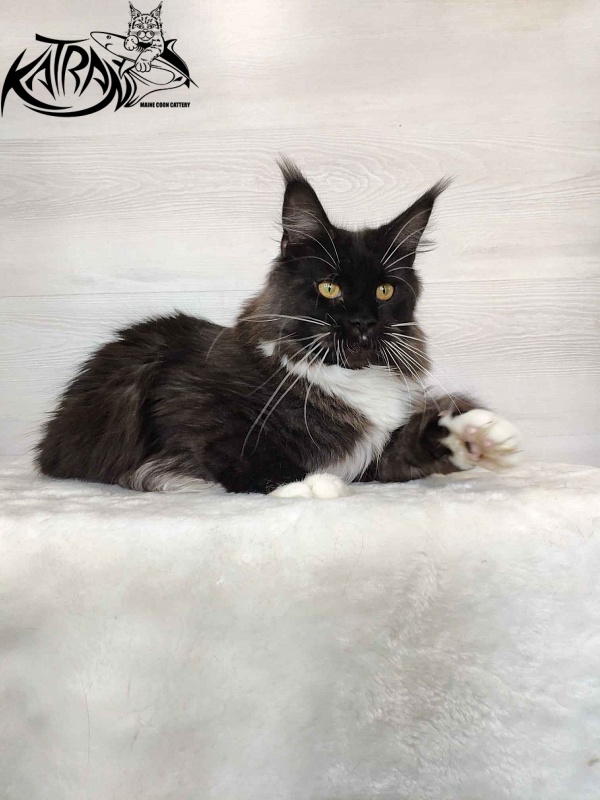 Katran Iris - Дорослий мейн-кун 10 місяців