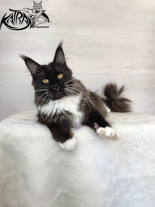 Katran Iris - Дорослий мейн-кун 10 місяців