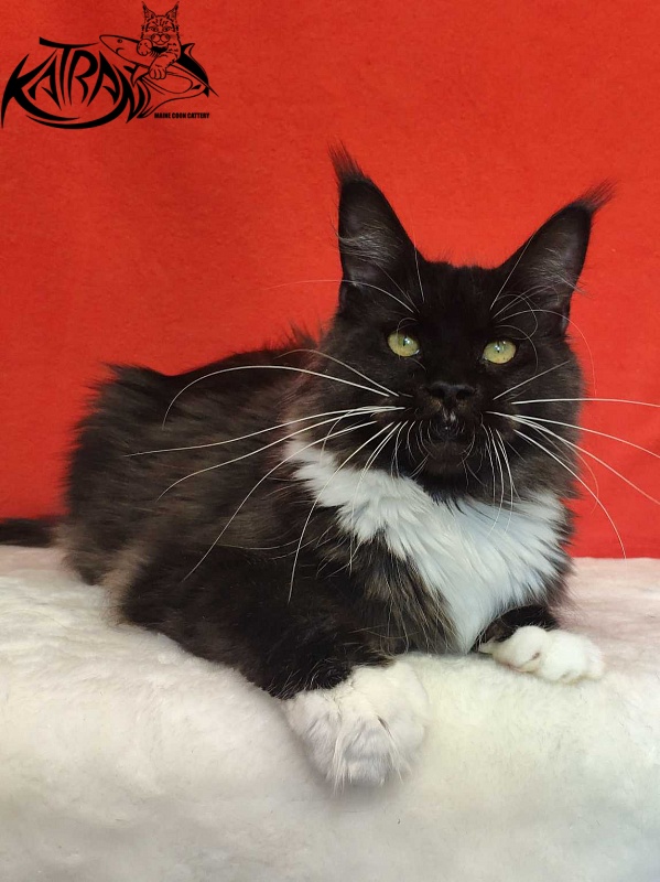 Katran Iris - Дорослий мейн-кун 1 рік 2 місяця