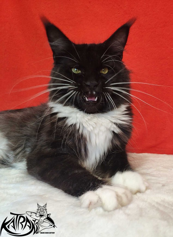 Katran Iris - Дорослий мейн-кун 1 рік 2 місяця