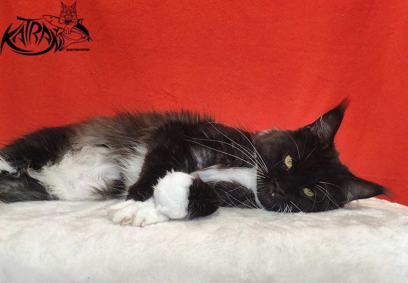 Katran Iris - Дорослий мейн-кун 1 рік 2 місяця