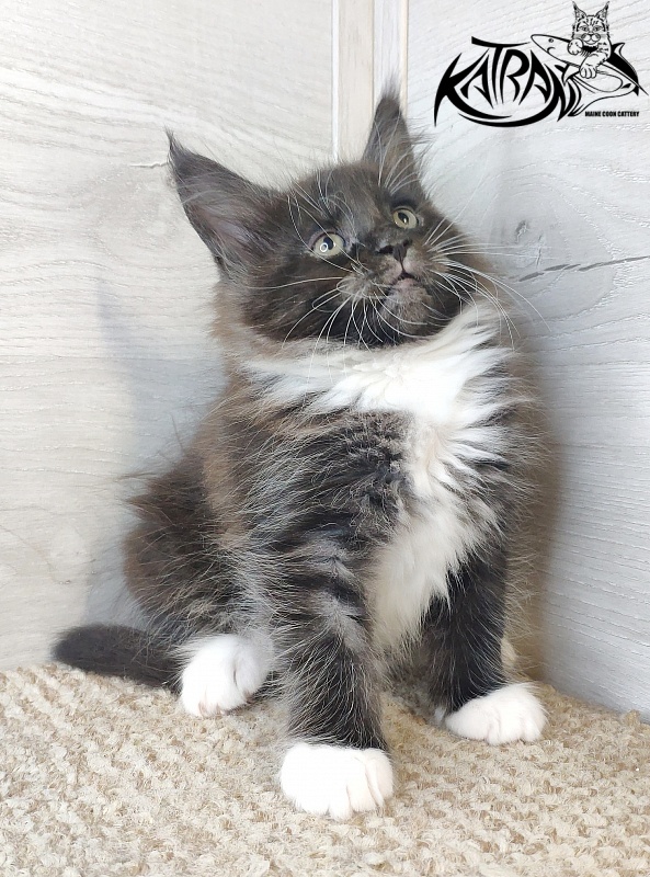 Katran Iris - Кошеня мейн-кун 1 місяць 2,5 тижні