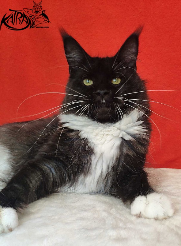 Katran Iris - Дорослий мейн-кун 1 рік 2 місяця