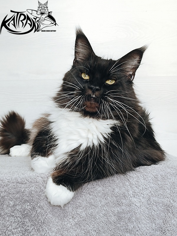 Katran Iris - Дорослий мейн-кун 5 років