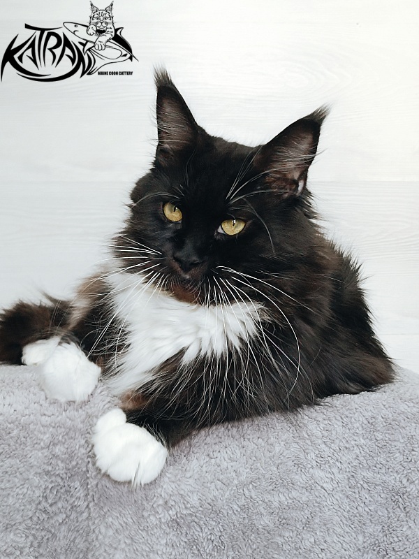 Katran Iris - Дорослий мейн-кун 5 років