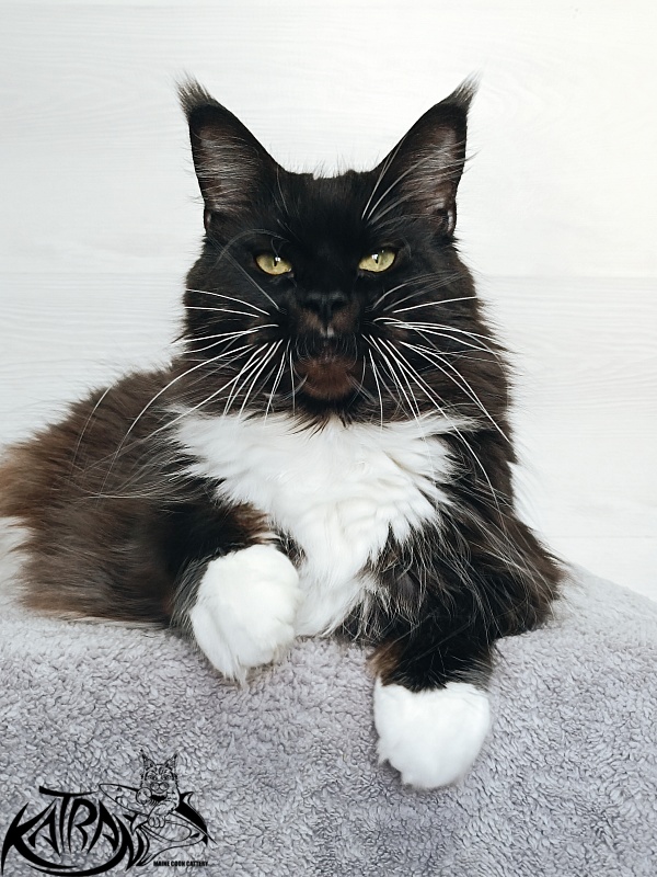 Katran Iris - Дорослий мейн-кун 5 років