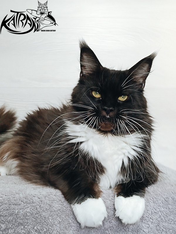 Katran Iris - Дорослий мейн-кун 5 років