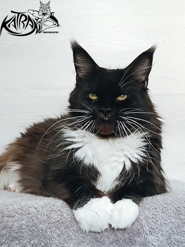 Katran Iris - Дорослий мейн-кун 5 років