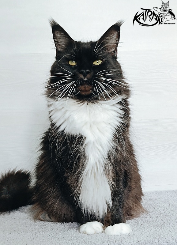 Katran Iris - Дорослий мейн-кун 5 років